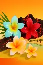 🌸 Bloom Boldly with Our Floral Hair Claw Clips – Pack of 2 Get 1FREE